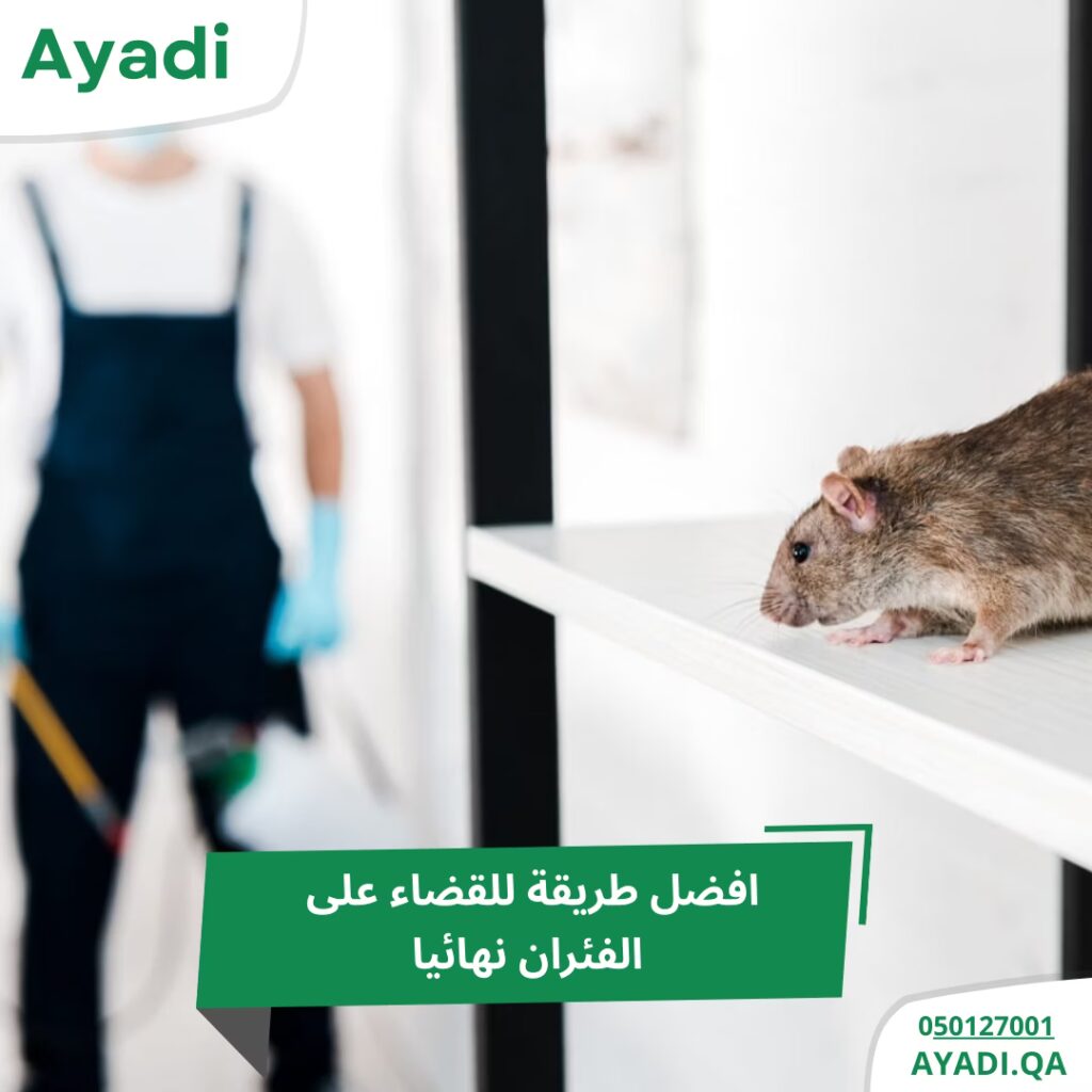افضل طريقة للقضاء على الفئران نهائيا